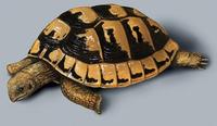 Image of: Testudo hermanni (Hermann's tortoise)