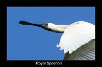 Royal Spoonbill