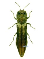 Agrilus asiaticus - 아세아호리비단벌레