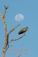 Hadeda Ibis with moon in background stock photo