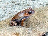 : Leptobrachium hasseltii; Hainan Pseudomoustache Toad