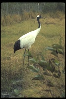 : Grus japonensis; Red-crowned Crane