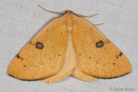 : Hesperumia sulphuraria; Sulphur Moth