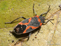 : Lygaeus kalmii; Common Milkweed Bug