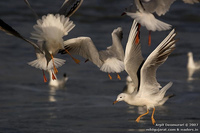 Slender-billed Gull (Larus genei) - Flickr