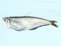 Papuengraulis micropinna, Littlefin anchovy: