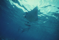 Manta birostris, Giant manta: fisheries