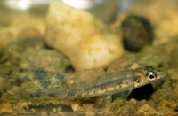 Nannocharax fasciatus, : aquarium