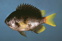 Chromis enchrysura, Yellowtail reeffish: