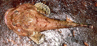 Dasycottus setiger, Spinyhead sculpin: gamefish