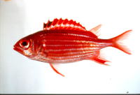 Sargocentron ittodai, Samurai squirrelfish: