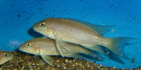 Neolamprologus christyi, : aquarium