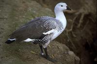 Chloephaga picta - Upland Goose