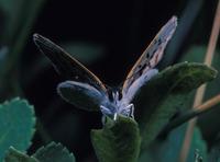 Image of: Lycaena helloides
