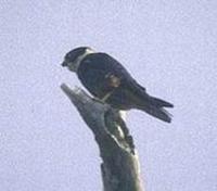 Image of: Falco rufigularis (bat falcon)