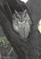 Image of: Otus scops (Eurasian scops owl)