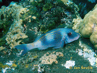 Parupeneus trifasciatus - Doublebar Goatfish