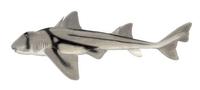 Image of: Heterodontus portusjacksoni (port jackson shark)