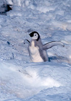 Photo: Emperor penguin baby