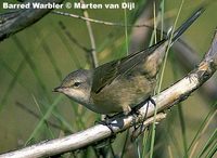 Barred Warbler - Sylvia nisoria
