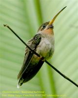 Band-tailed Barbthroat - Threnetes ruckeri
