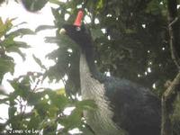 A photo of 1 of 2 Horned Guans seen during the FONT Guatemala tour in July 2007
