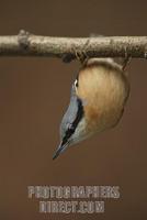 Eurasian Nuthatch , Sitta europaea , hanging upside down stock photo