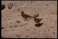 : Columbina minuta; Plain-breasted Ground Dove