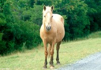 : Equus caballus; Chincoteague Ponies