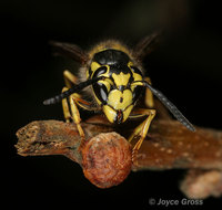 : Disholcaspis eldoradensis; Honey Dew Gall Wasp;