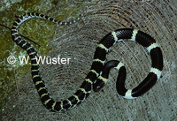 : Lycodon laoensis; Laotian Wolf Snake