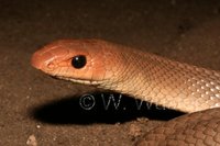 : Rhamphiophis rubropunctatus; Red-spotted Beaked Snake