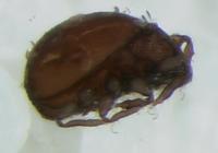 : Hermanniella sp.