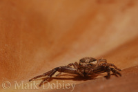 : Xysticus species; Crab Spider