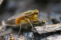 Scathophaga stercoraria - Yellow Dung Fly