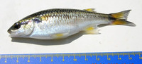 Agonostomus monticola, Mountain mullet: fisheries
