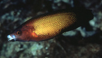 Labropsis micronesica, Micronesian wrasse: aquarium