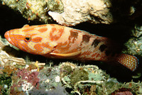 Cephalopholis sexmaculata, Sixblotch hind: fisheries, gamefish