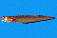 Lepophidium negropinna, Specklefin cusk eel: fisheries