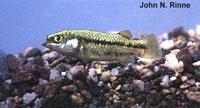 Image of: Crenichthys baileyi (white river springfish)