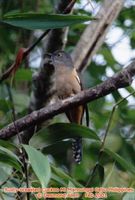 Rusty-breasted Cuckoo - Cacomantis sepulcralis