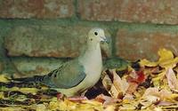 Mourning Dove (Zenaida macroura) photo