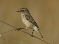 White-throated Bushchat - Saxicola insignis