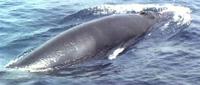 A Northern Minke Whale photographed during a FONT tour
