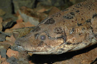 : Protopterus annectens; African Lungfish