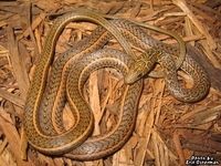 : Psammophis aegyptius; Saharan Sand Snake