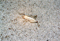 : Macrobaenetes valgum; Coachella Valley Giant Sand-treader Cricket