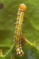 : Phryganidia californica; California Oak Moth Caterpillar