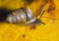 : Lauria cylidracea; Chrysalis Snail