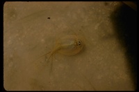 : Phyllopoda sp.; Water Flea